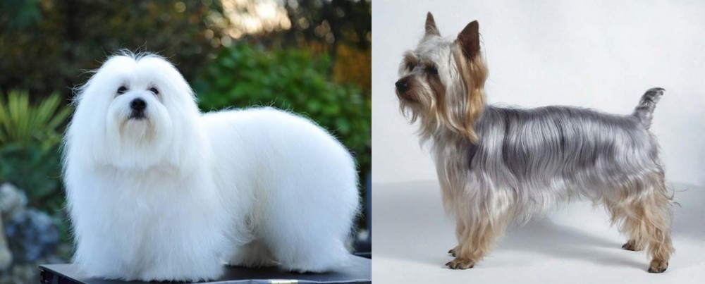 Silky Terrier vs Coton De Tulear - Breed Comparison