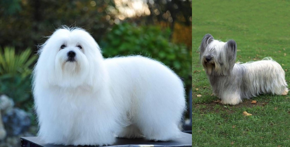 Skye Terrier vs Coton De Tulear - Breed Comparison