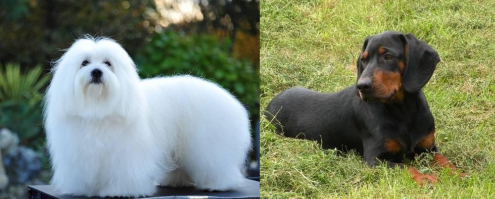 Slovakian Hound vs Coton De Tulear - Breed Comparison