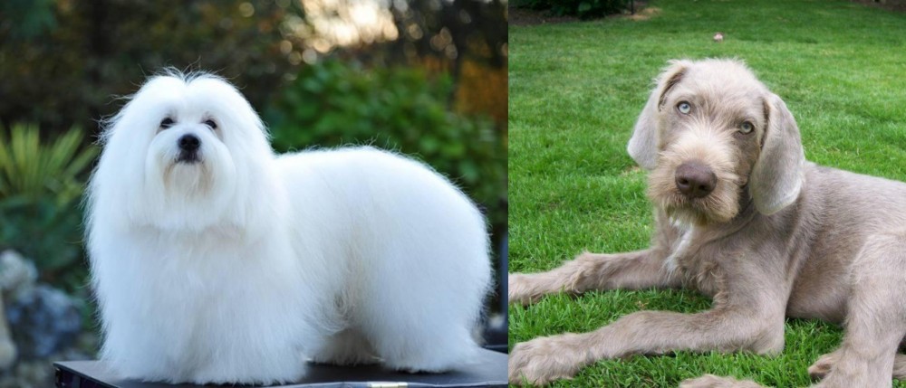 Slovakian Rough Haired Pointer vs Coton De Tulear - Breed Comparison