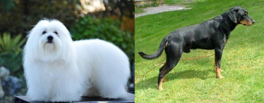 Smalandsstovare vs Coton De Tulear - Breed Comparison