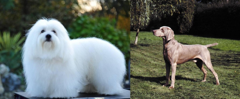 Smooth Haired Weimaraner vs Coton De Tulear - Breed Comparison