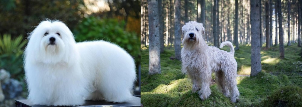 Soft-Coated Wheaten Terrier vs Coton De Tulear - Breed Comparison