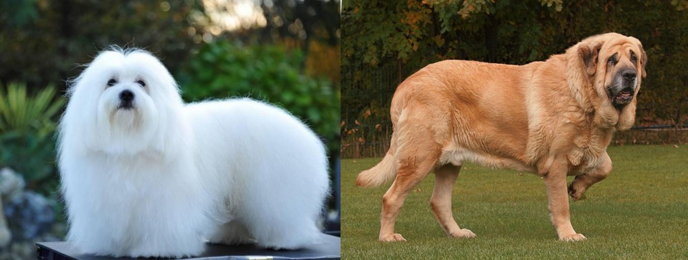 Spanish Mastiff vs Coton De Tulear - Breed Comparison