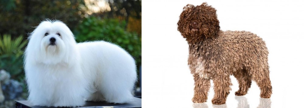 Spanish Water Dog vs Coton De Tulear - Breed Comparison