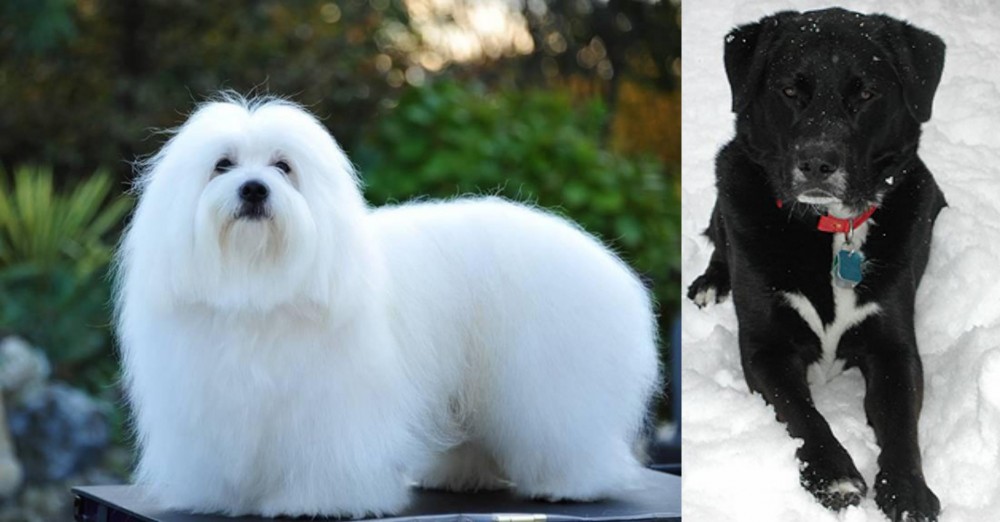 St. John's Water Dog vs Coton De Tulear - Breed Comparison