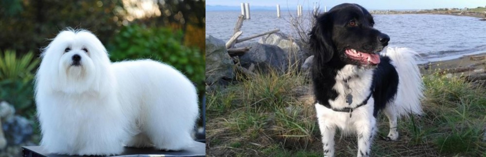 Stabyhoun vs Coton De Tulear - Breed Comparison