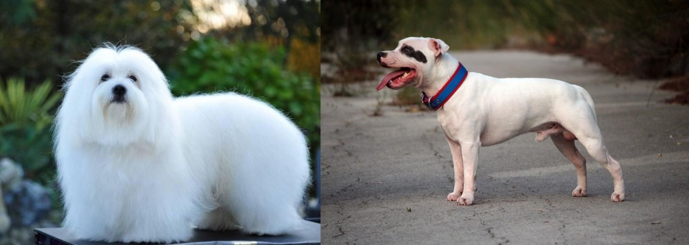 Staffordshire Bull Terrier vs Coton De Tulear - Breed Comparison