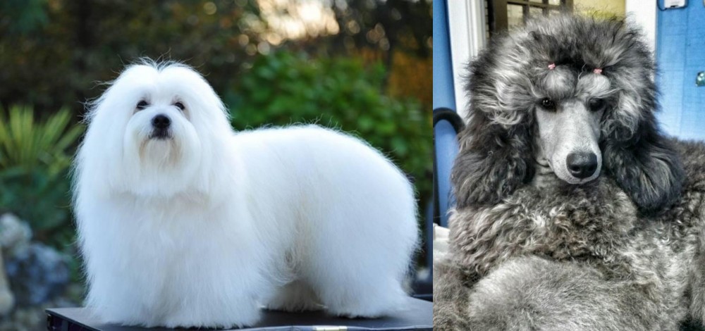 Standard Poodle vs Coton De Tulear - Breed Comparison