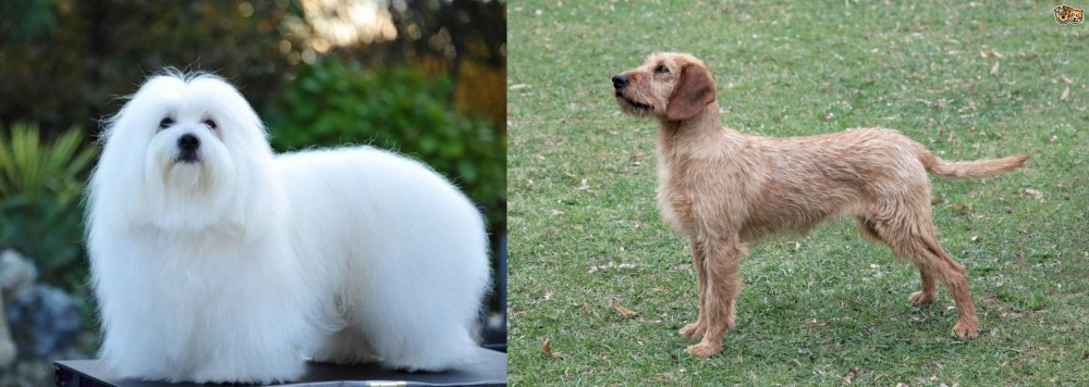 Styrian Coarse Haired Hound vs Coton De Tulear - Breed Comparison