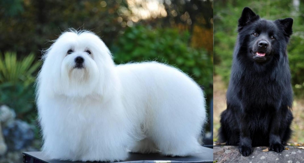 Swedish Lapphund vs Coton De Tulear - Breed Comparison