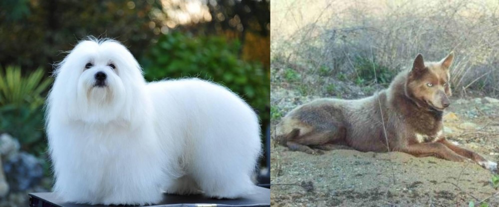 Tahltan Bear Dog vs Coton De Tulear - Breed Comparison