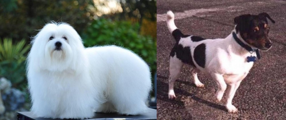Teddy Roosevelt Terrier vs Coton De Tulear - Breed Comparison