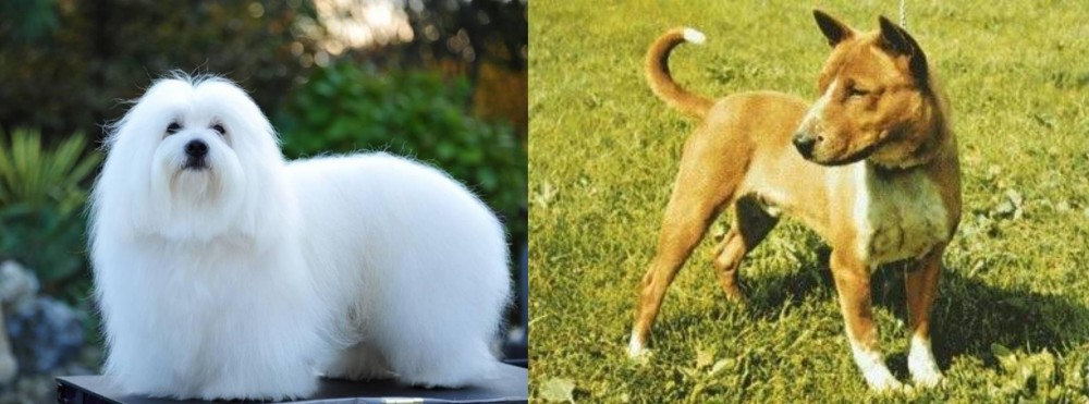 Telomian vs Coton De Tulear - Breed Comparison