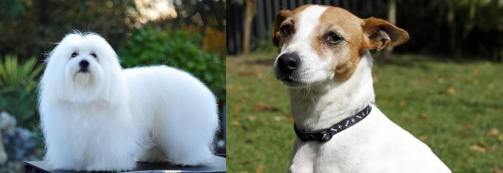Tenterfield Terrier vs Coton De Tulear - Breed Comparison