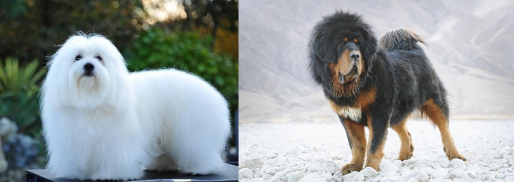 Tibetan Mastiff vs Coton De Tulear - Breed Comparison