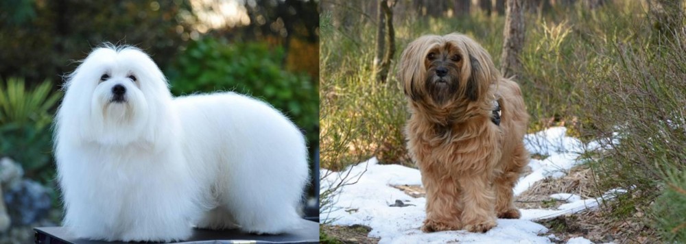 Tibetan Terrier vs Coton De Tulear - Breed Comparison
