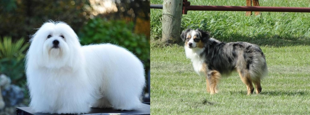 Toy Australian Shepherd vs Coton De Tulear - Breed Comparison