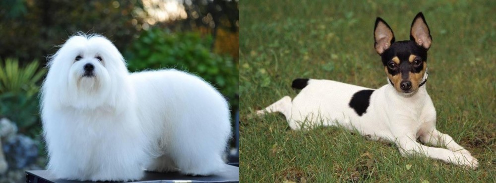 Toy Fox Terrier vs Coton De Tulear - Breed Comparison