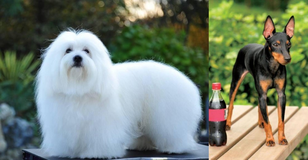 Toy Manchester Terrier vs Coton De Tulear - Breed Comparison