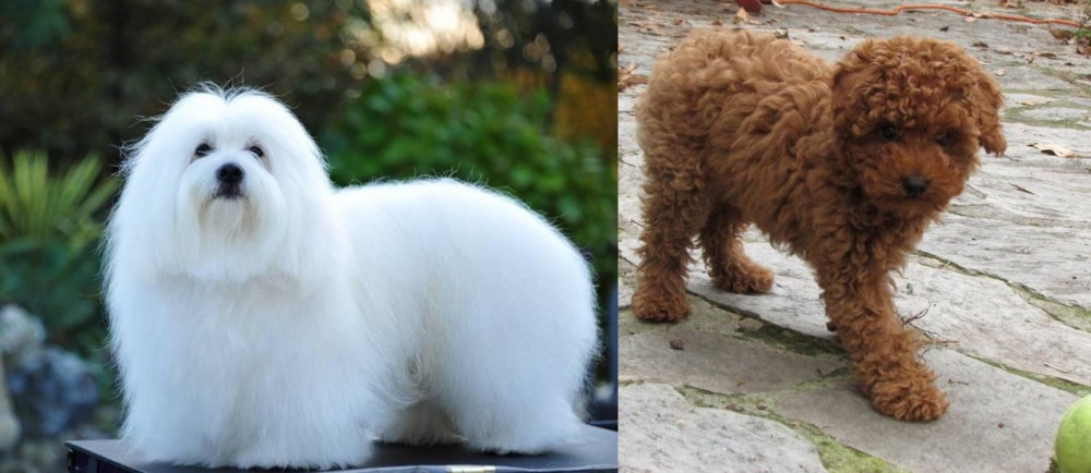 Toy Poodle vs Coton De Tulear - Breed Comparison