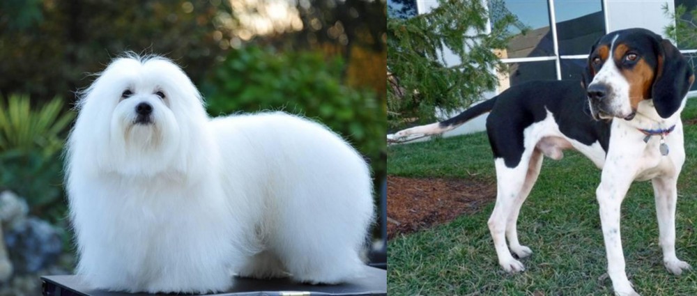 Treeing Walker Coonhound vs Coton De Tulear - Breed Comparison