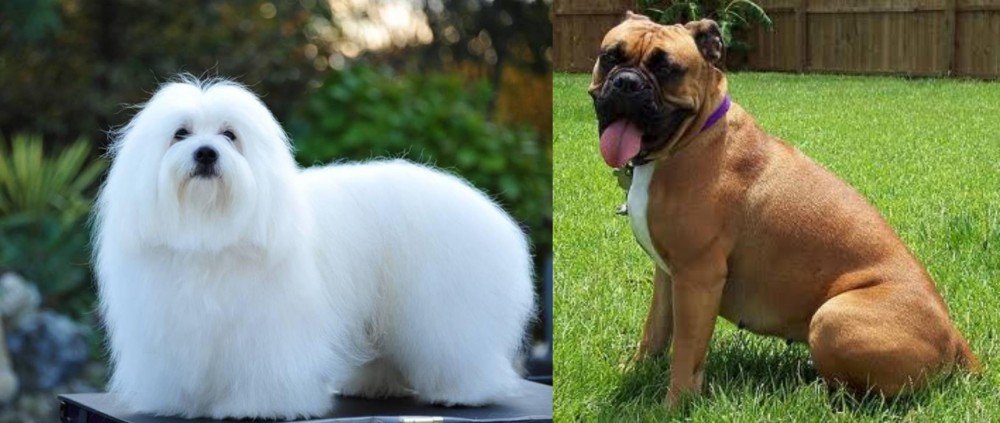 Valley Bulldog vs Coton De Tulear - Breed Comparison