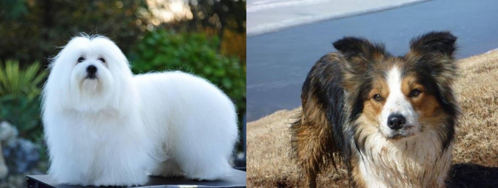 Welsh Sheepdog vs Coton De Tulear - Breed Comparison