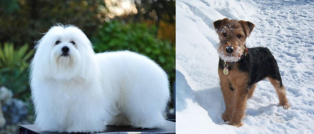 Welsh Terrier vs Coton De Tulear - Breed Comparison