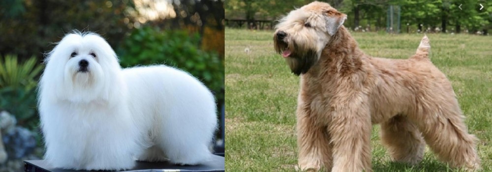 Wheaten Terrier vs Coton De Tulear - Breed Comparison