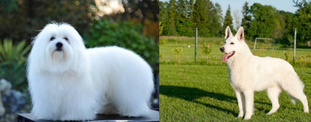 White Shepherd vs Coton De Tulear - Breed Comparison