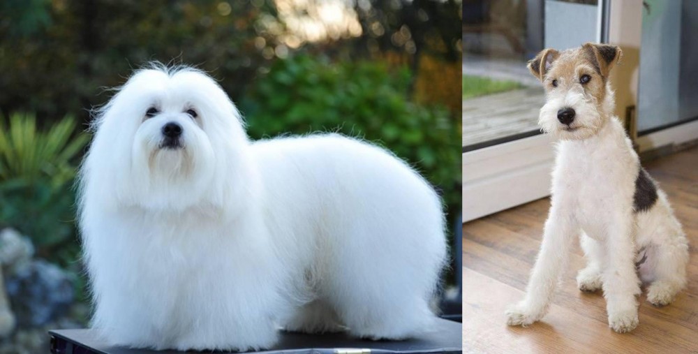 Wire Fox Terrier vs Coton De Tulear - Breed Comparison