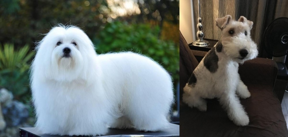 Wire Haired Fox Terrier vs Coton De Tulear - Breed Comparison