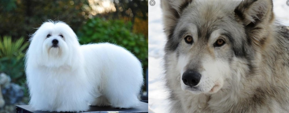 Wolfdog vs Coton De Tulear - Breed Comparison