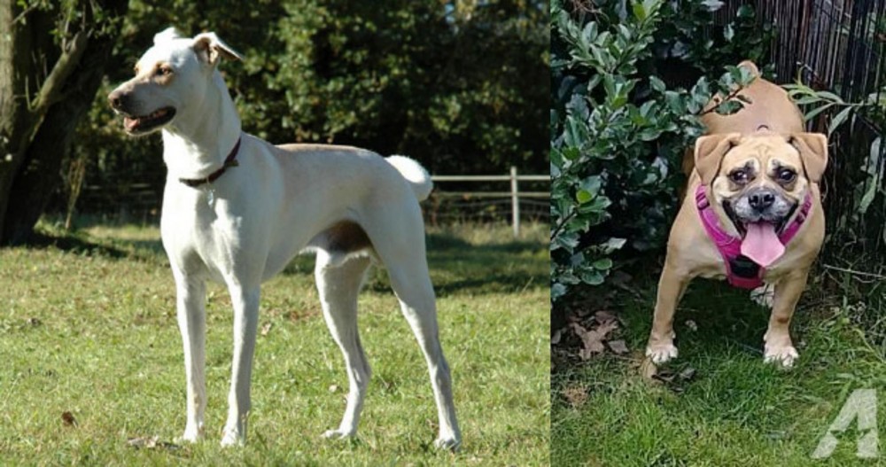 Beabull vs Cretan Hound - Breed Comparison