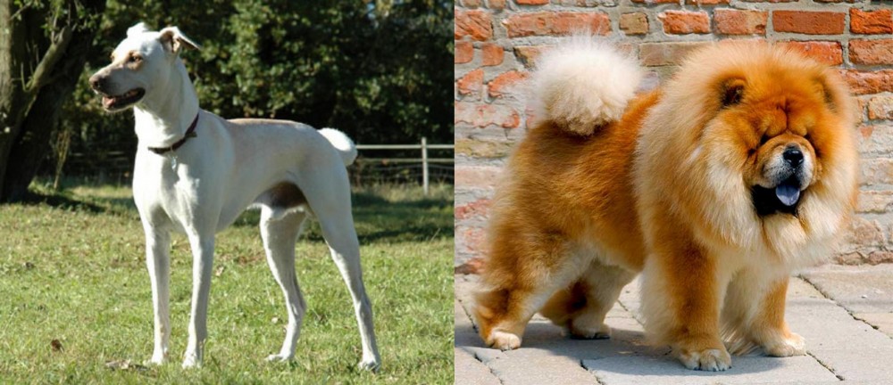 Chow Chow vs Cretan Hound - Breed Comparison