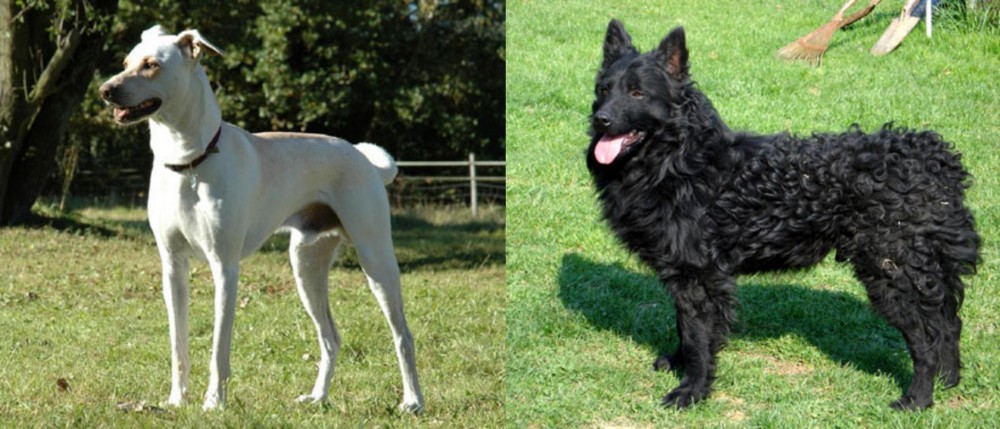 Croatian Sheepdog vs Cretan Hound - Breed Comparison