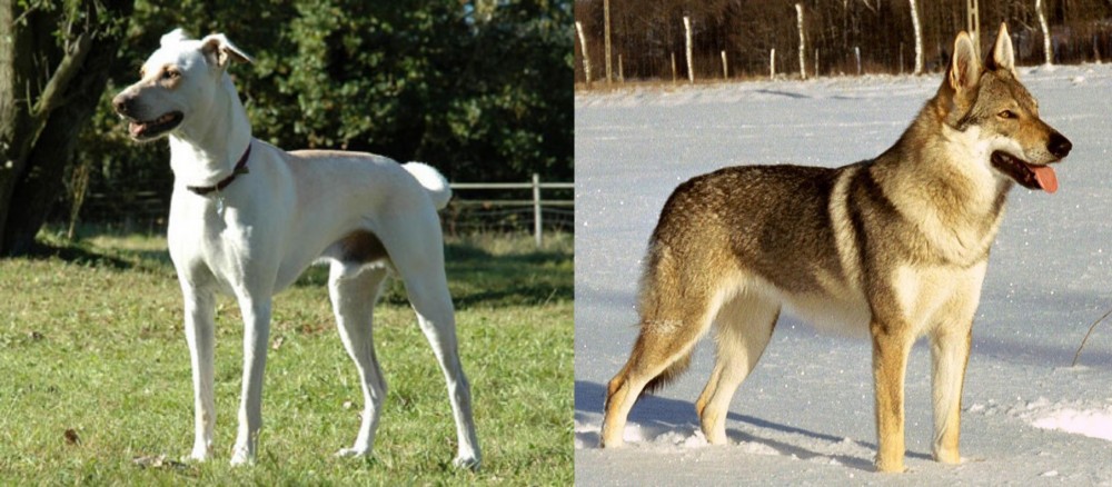 Czechoslovakian Wolfdog vs Cretan Hound - Breed Comparison