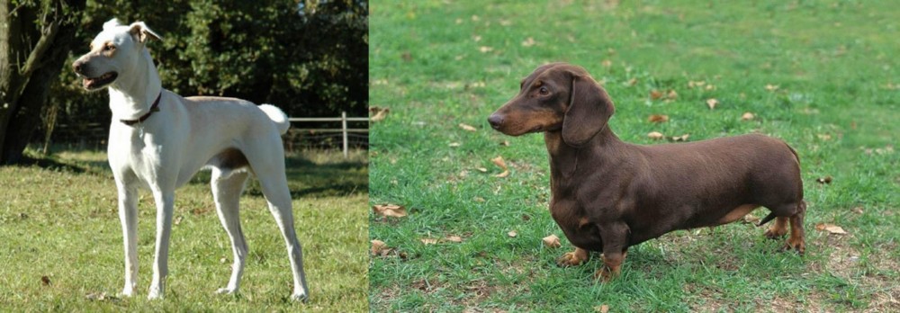 Dachshund vs Cretan Hound - Breed Comparison