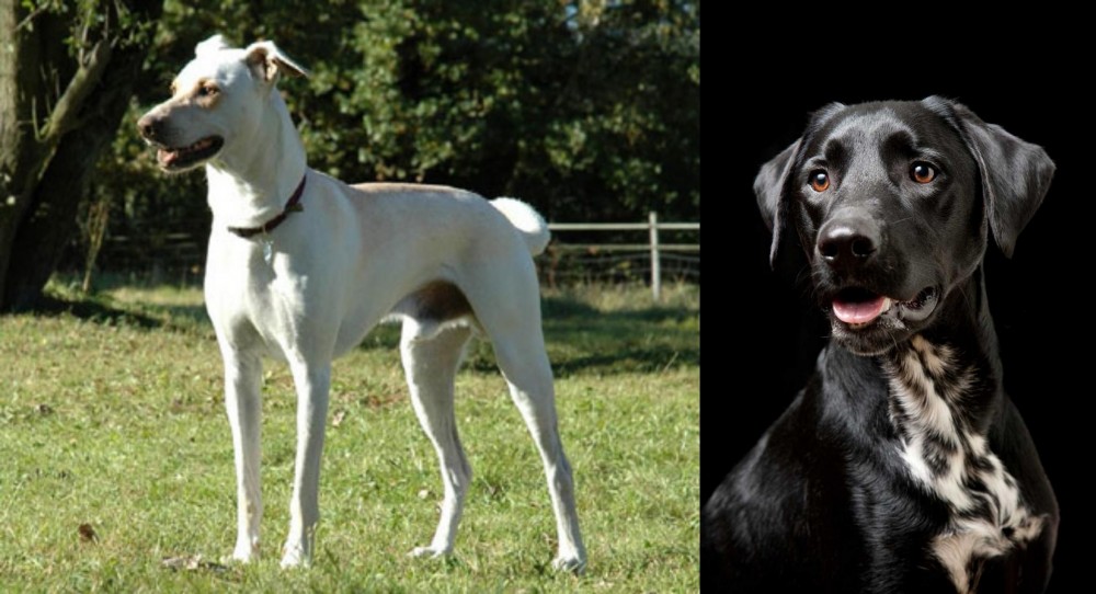 Dalmador vs Cretan Hound - Breed Comparison