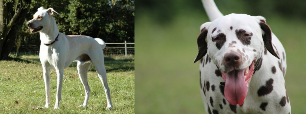 Dalmatian vs Cretan Hound - Breed Comparison