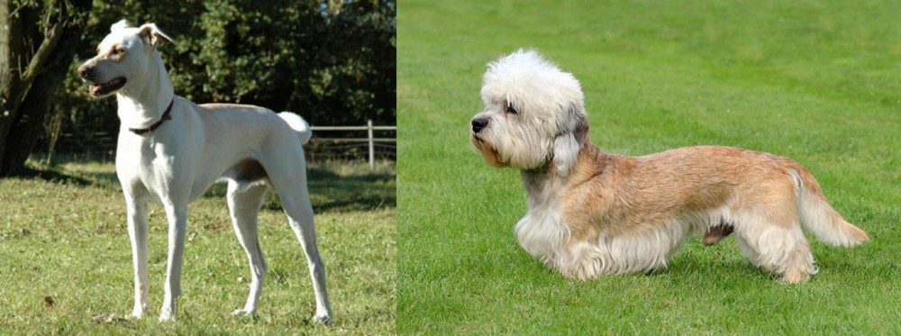 Dandie Dinmont Terrier vs Cretan Hound - Breed Comparison
