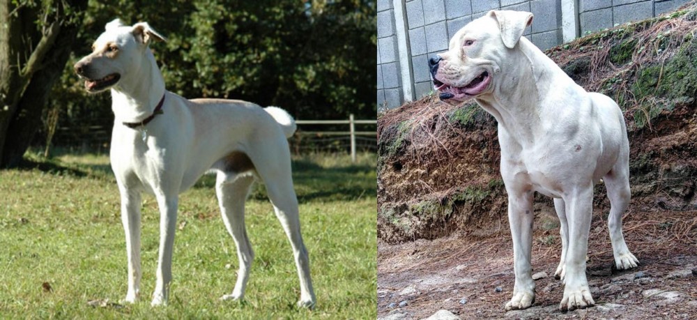 Dogo Guatemalteco vs Cretan Hound - Breed Comparison