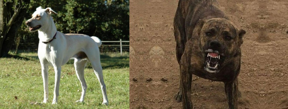 Dogo Sardesco vs Cretan Hound - Breed Comparison