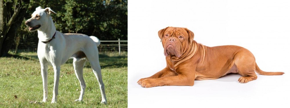 Dogue De Bordeaux vs Cretan Hound - Breed Comparison