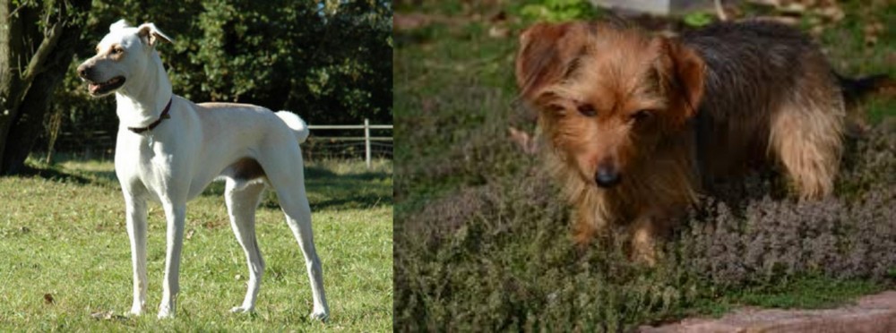 Dorkie vs Cretan Hound - Breed Comparison