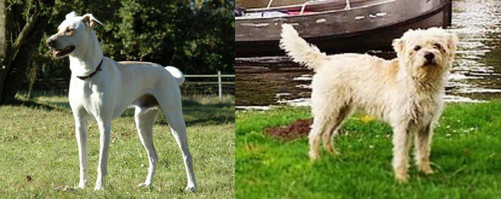 Dutch Smoushond vs Cretan Hound - Breed Comparison