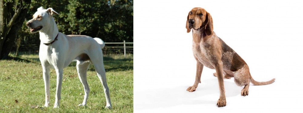 English Coonhound vs Cretan Hound - Breed Comparison