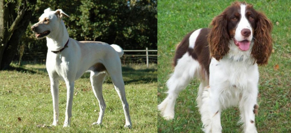 English Springer Spaniel vs Cretan Hound - Breed Comparison