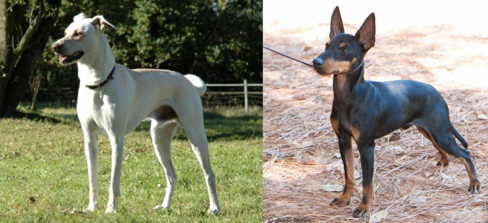 English Toy Terrier (Black & Tan) vs Cretan Hound - Breed Comparison